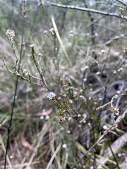 Leucopogon microphyllus