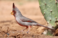 Cardinalis sinuatus