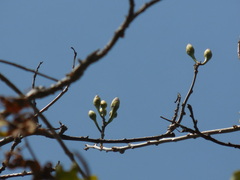 Burseraceae