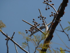 Burseraceae