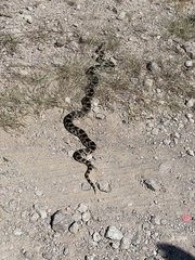 Pituophis deppei