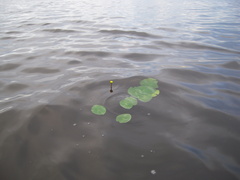 Nuphar pumila