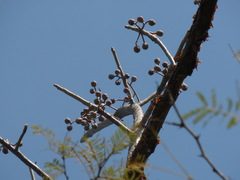 Burseraceae