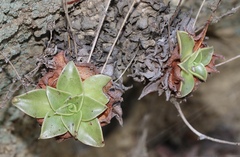 Dudleya stolonifera