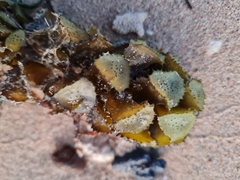 Turbinaria decurrens
