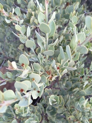 Osyris lanceolata