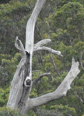 Eucalyptus grandis