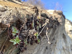 Dudleya stolonifera