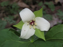 Trillium