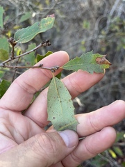 Quercus × acutidens