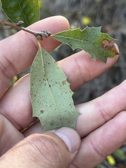 Quercus × acutidens