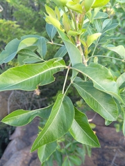 Heteromorpha arborescens