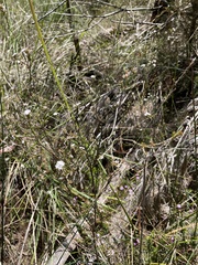 Leucopogon microphyllus