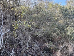 Quercus × acutidens