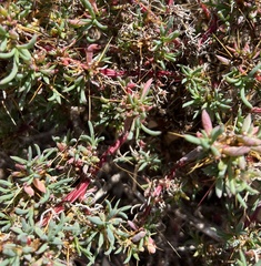 Camphorosmeae