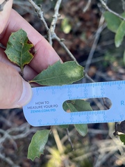Quercus × acutidens