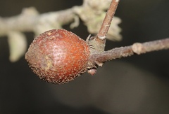 Burnettweldia washingtonensis