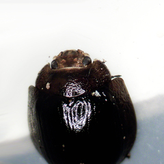 Paropsisterna cloelia