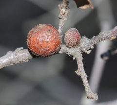 Burnettweldia washingtonensis