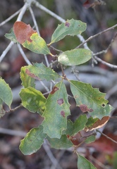 Quercus × acutidens