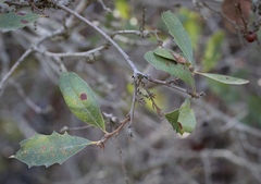 Quercus × acutidens