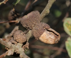 Quercus × acutidens