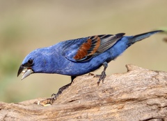 Blue Grosbeak photo 4