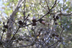 Quercus × acutidens