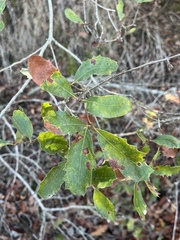 Quercus × acutidens