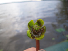 Nuphar pumila