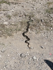 Pituophis deppei