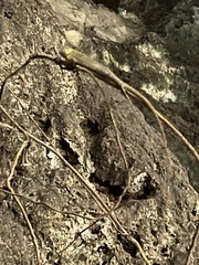 Trachylepis maculilabris