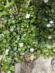 Epilobium nerteroides