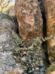 Myriopteris gracilis