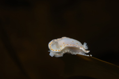 Goniobranchus tasmaniensis