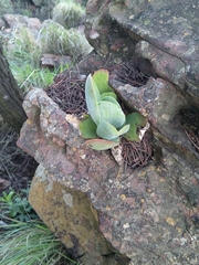 Kalanchoe thyrsiflora