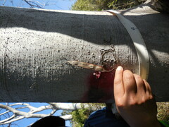 Conzattia multiflora