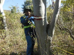 Conzattia multiflora
