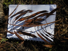 Conzattia multiflora