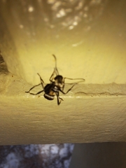 Polyrhachis daemeli