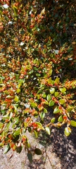 Nothofagus cliffortioides