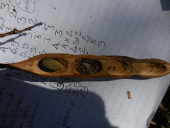 Conzattia multiflora