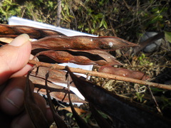 Conzattia multiflora