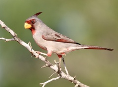 Cardinalis sinuatus