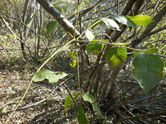 Zanthoxylum clava-herculis