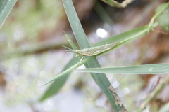 Atractomorpha sinensis