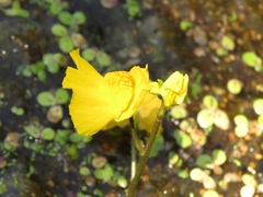 Utricularia macrorhiza
