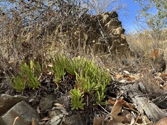 Dudleya viscida