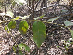 Zanthoxylum clava-herculis