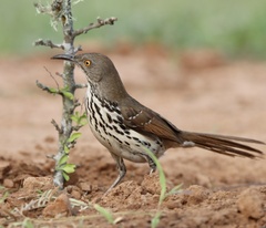 Toxostoma longirostre